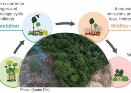 How do deforestation and forest degradation impact local and global ecosystems?