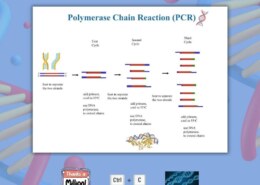 Explain the principle and applications of polymerase chain reaction (PCR).