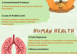 Elaborate on how soil pollution affects food security, human health and the environment.