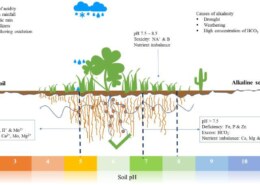 What is the role of soil pH in plant health and productivity?