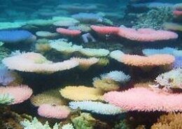 Why are coral reefs in India experiencing significant bleaching?