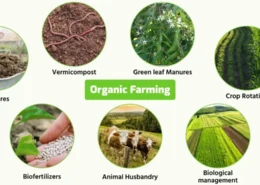 How can the use of organic farming methods contribute to soil health and biodiversity compared to conventional farming practices?